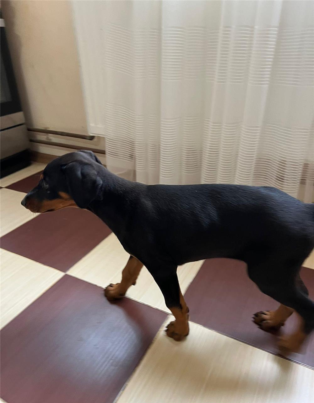 Doberman de vanzare