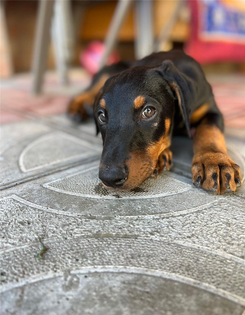Doberman de vanzare