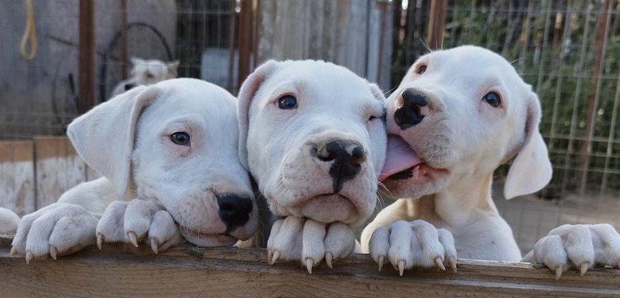 Dog argentinian