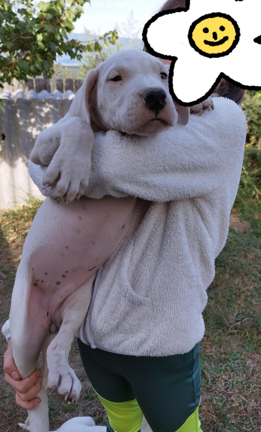 Dog argentinian