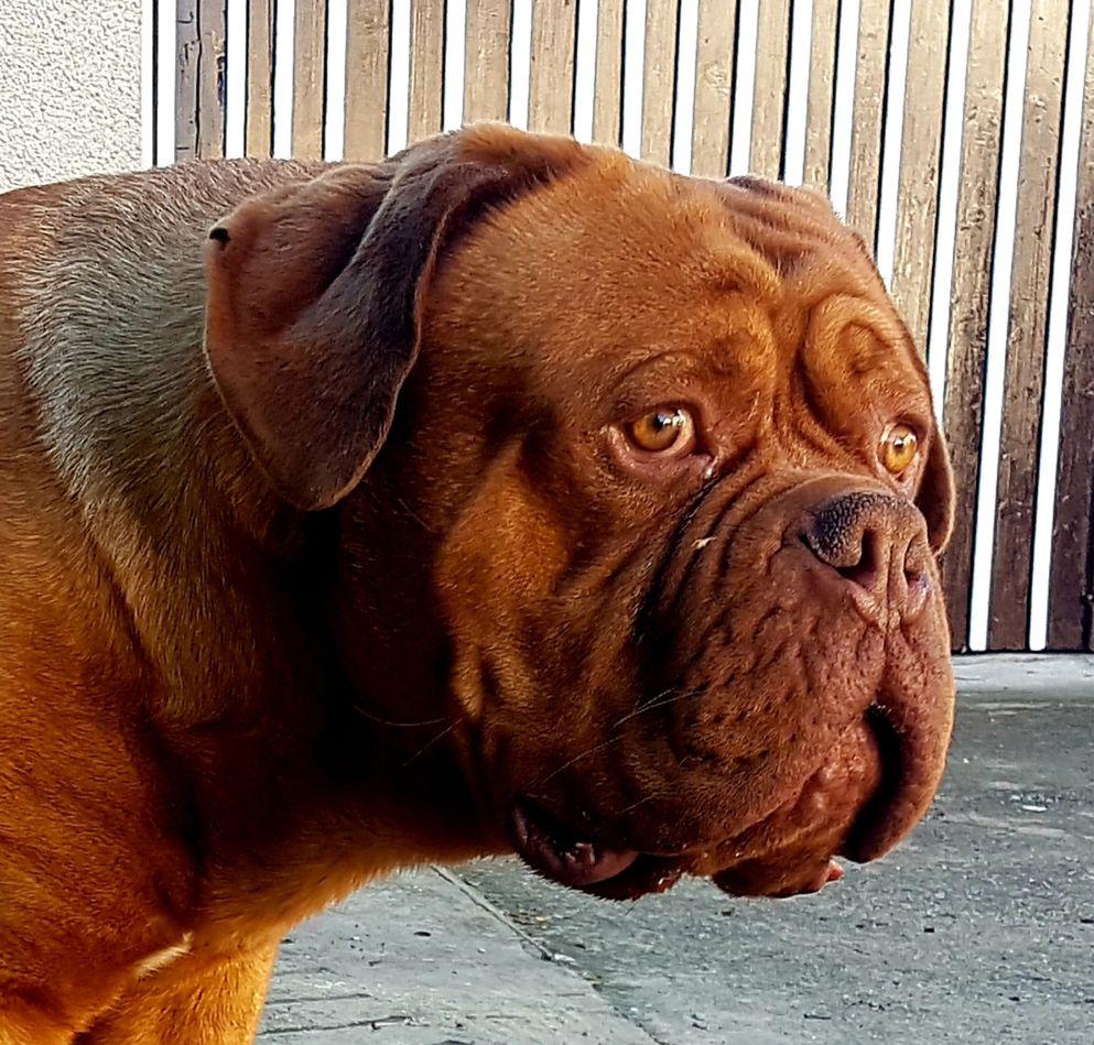 Dog De Bordeaux