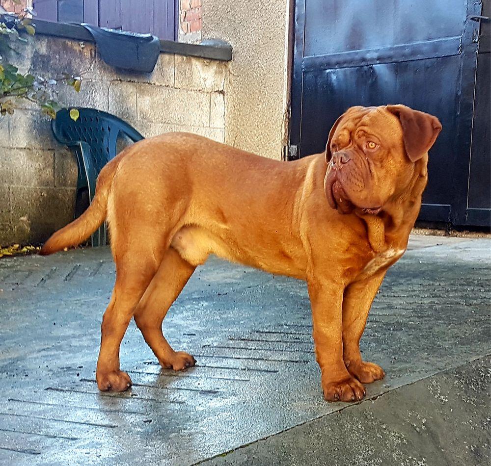 Dog De Bordeaux