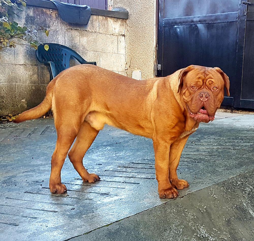 Dog De Bordeaux