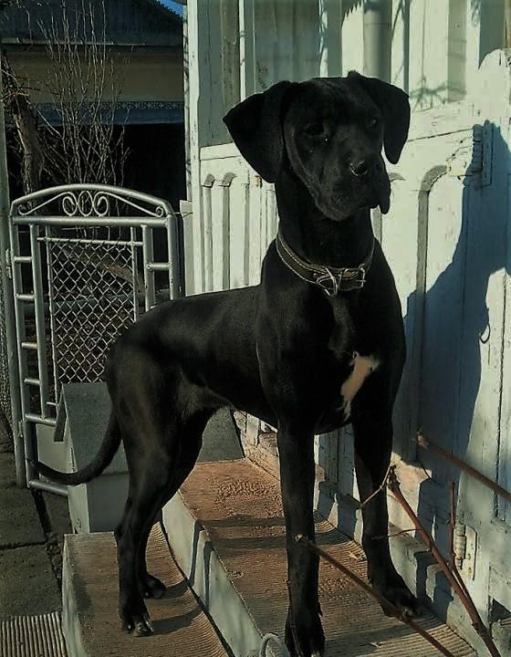 Dog german (marele danez)