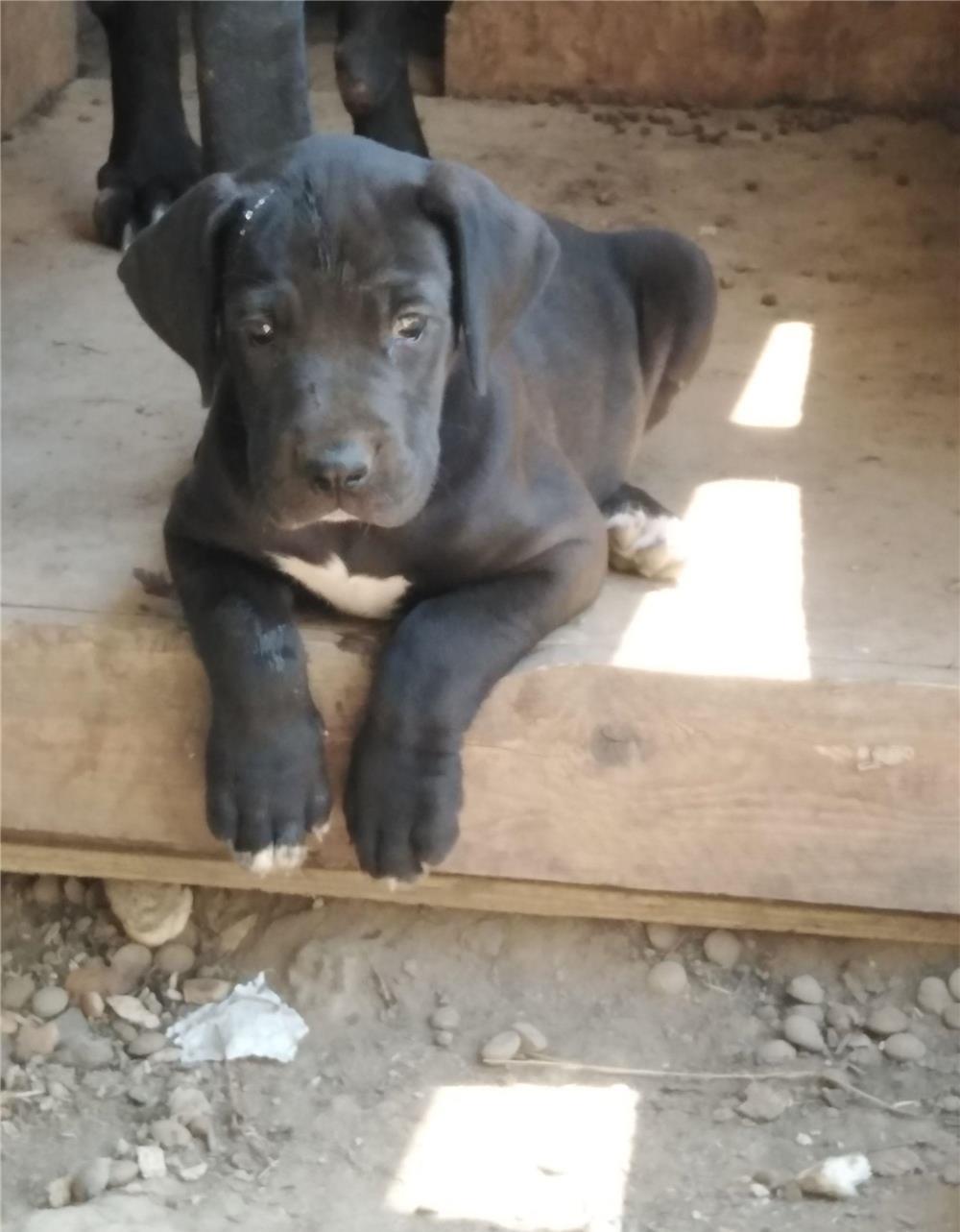 Dog german (marele danez)
