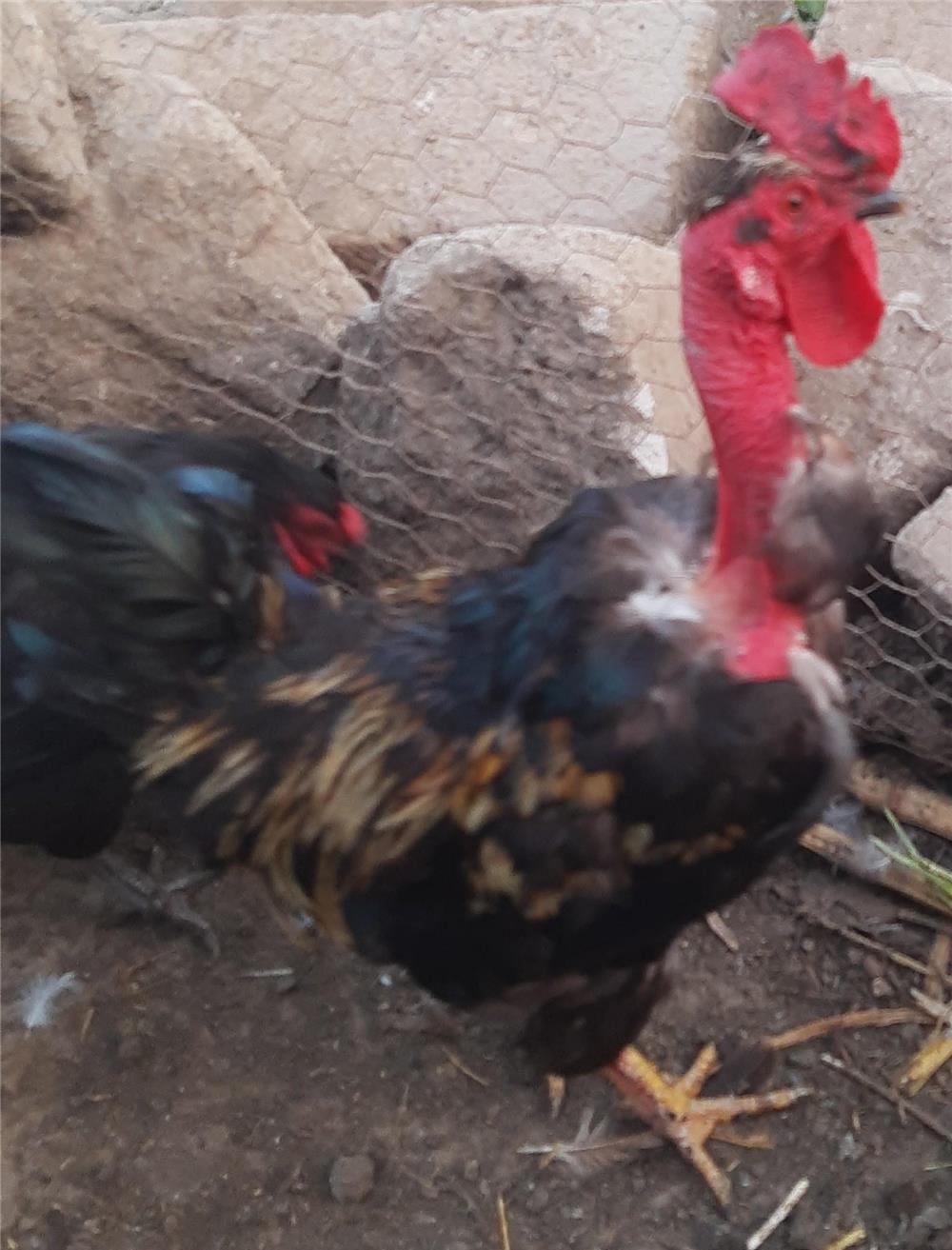 Doi cocosi de anul trecut