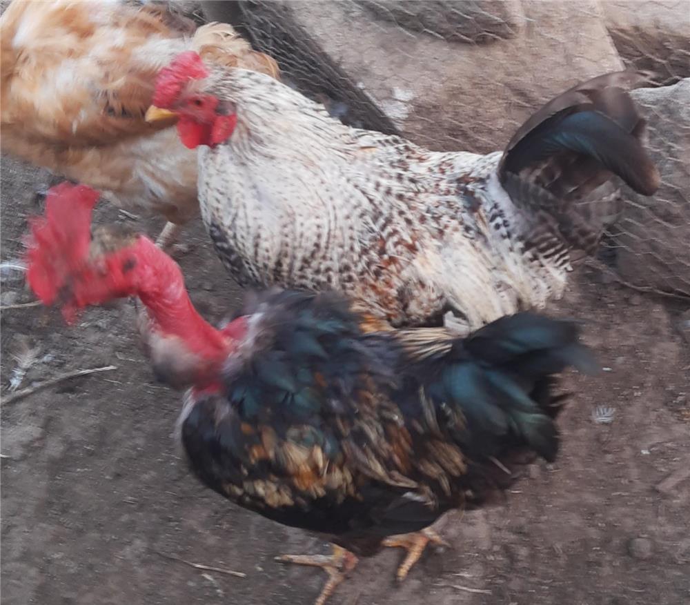 Doi cocosi de anul trecut