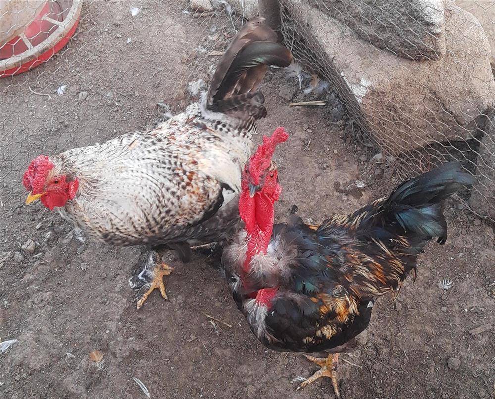 Doi cocosi de anul trecut