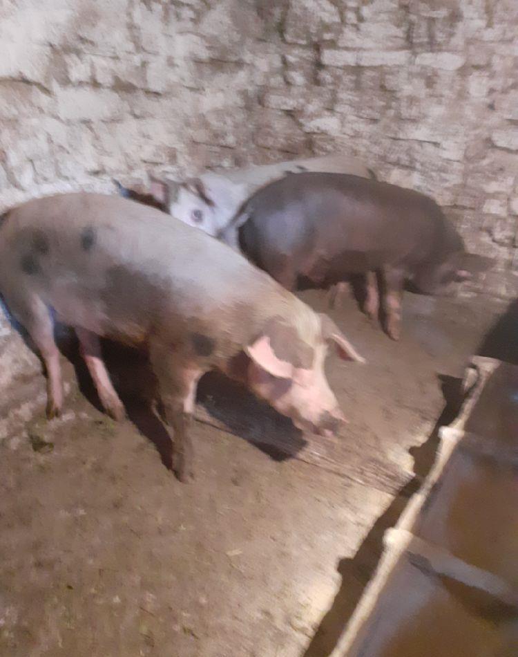 doi mascrii o purcea