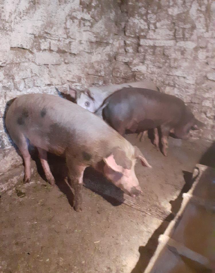 doi mascrii o purcea