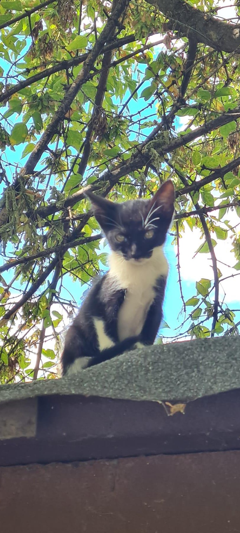 Donație 5 pisicuțe orfane in varsta de o luna și jumătate, București, sector 5