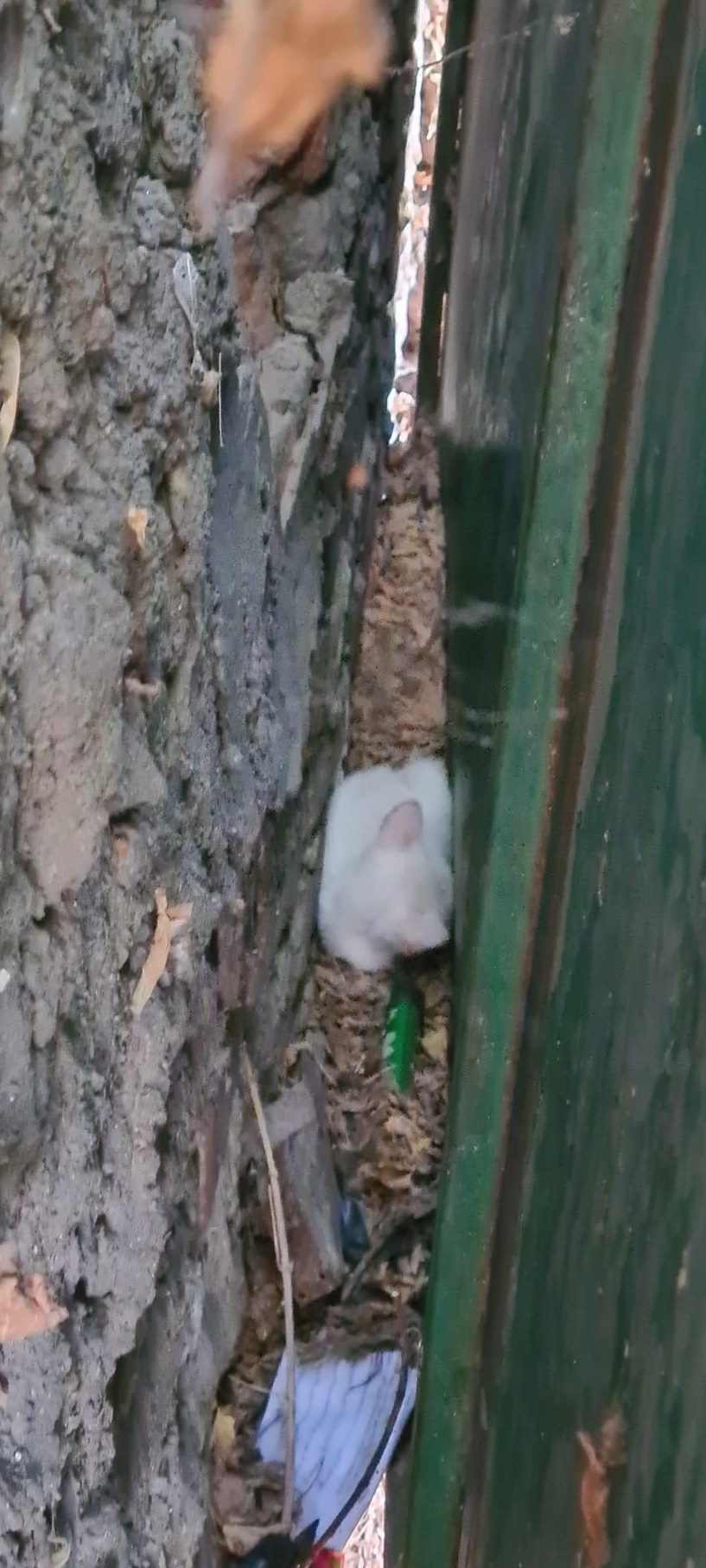 Donație 5 pisicuțe orfane in varsta de o luna și jumătate, București, sector 5