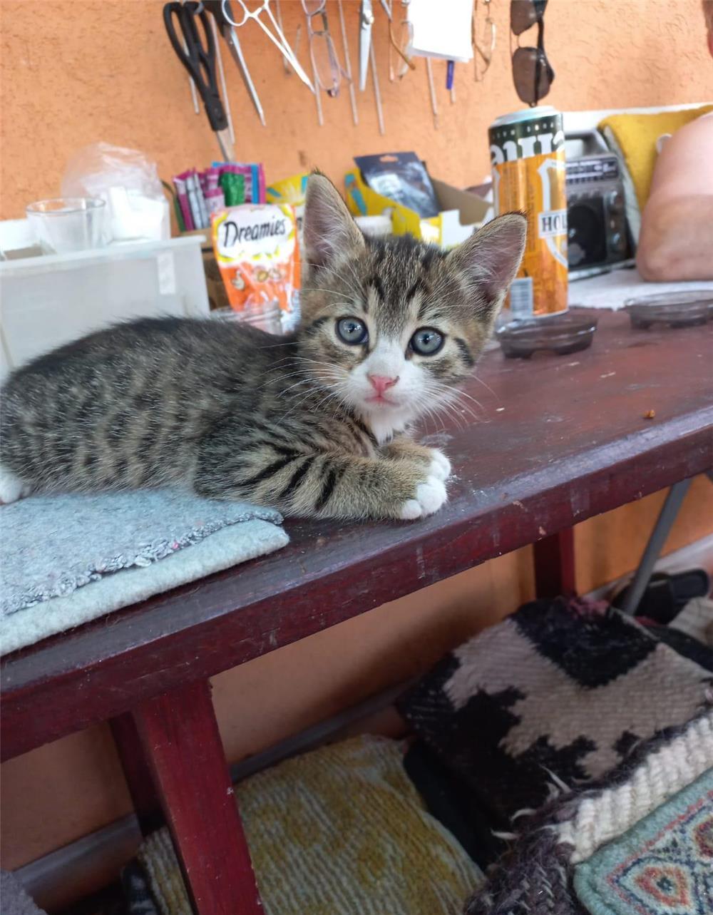 donez 5 pisici de 2 luni in Mures