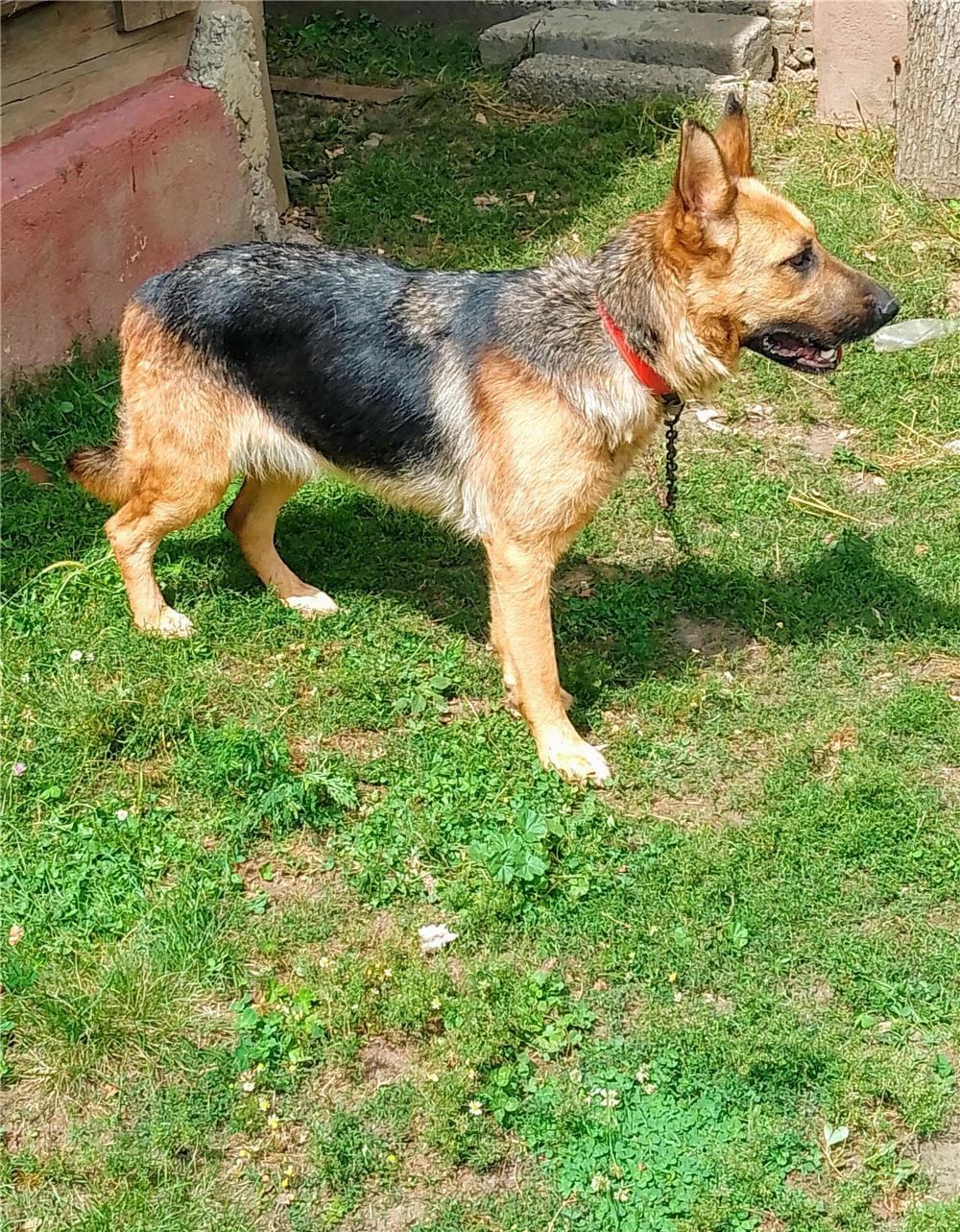 Donez catea Ciobanesc German