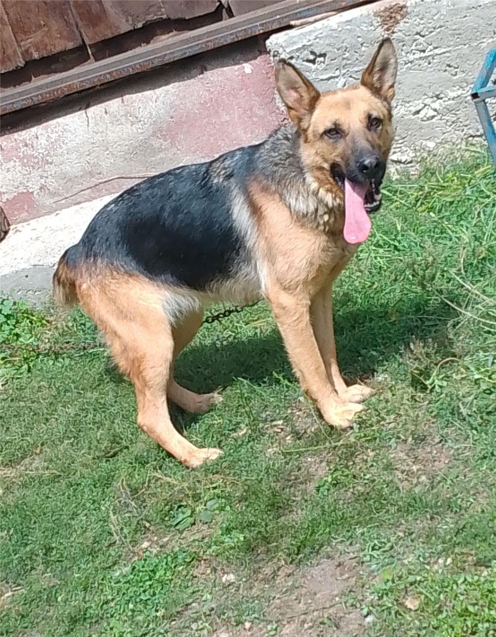 Donez catea Ciobanesc German