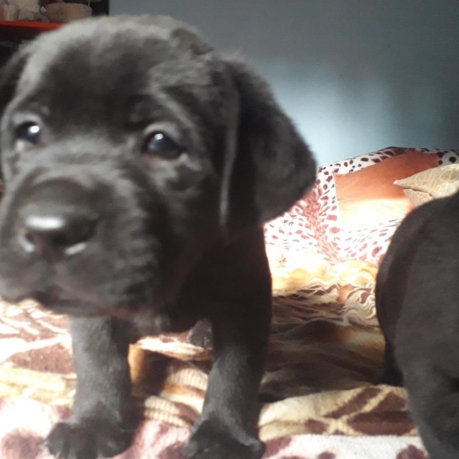 donez catei Labradori