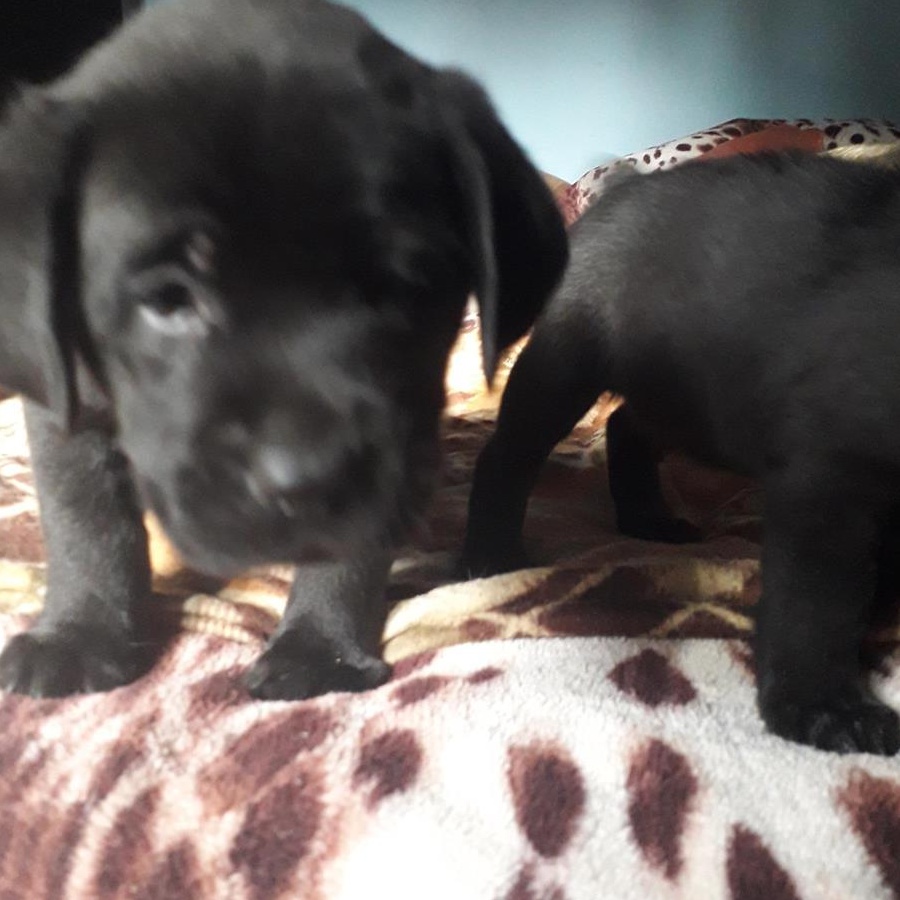donez catei Labradori