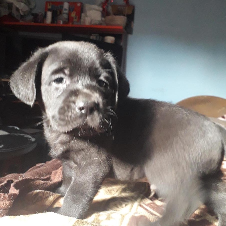 donez catei Labradori