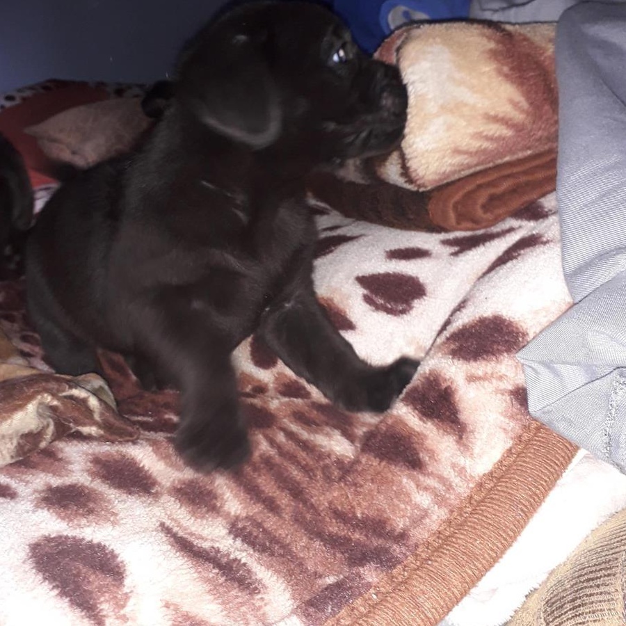 donez catei Labradori