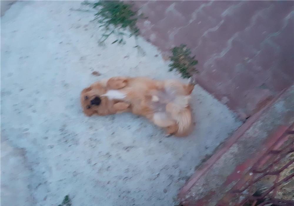 Donez catel