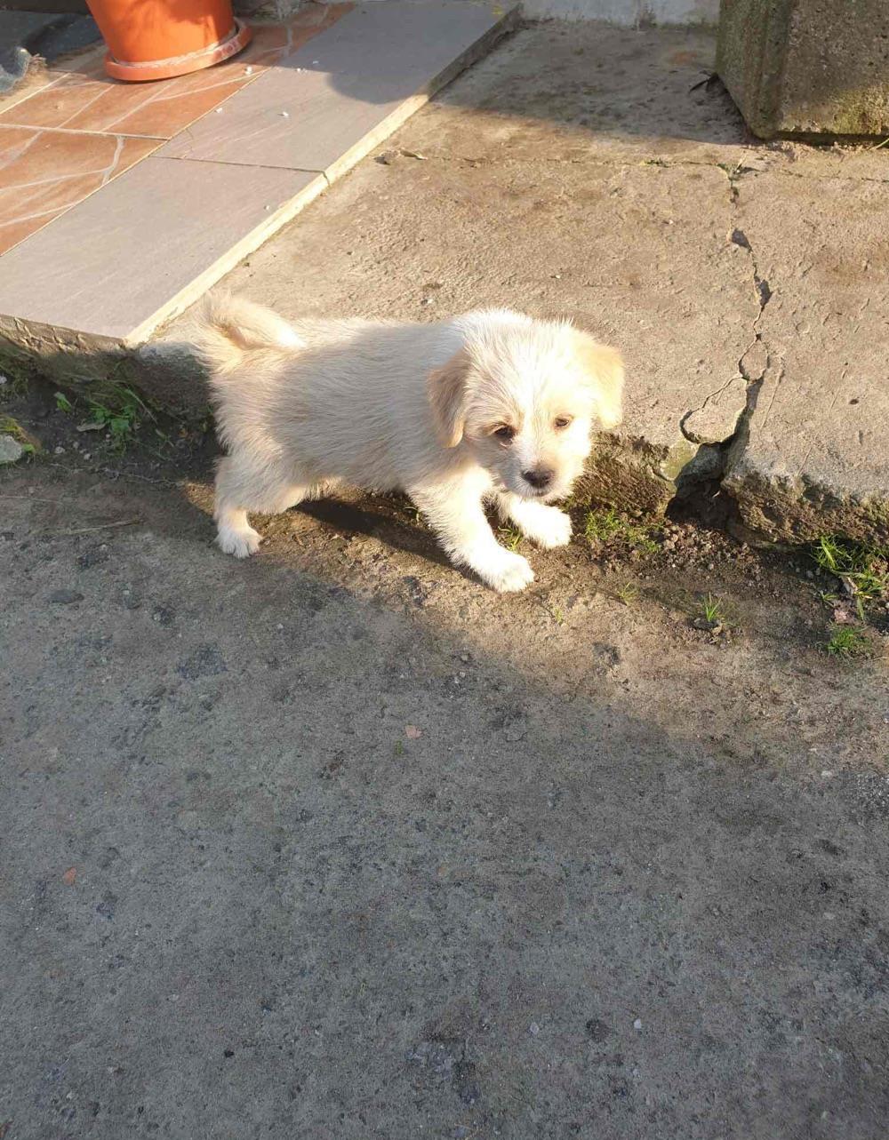 Donez catel de 6 saptamani ( mascul) talie mica