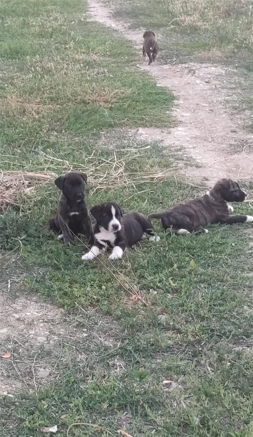 Donez cățeluși rasa mixta carpatin cu,cane corso