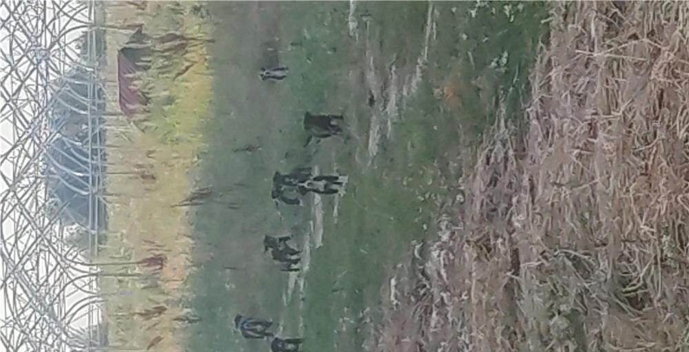 Donez cățeluși rasa mixta carpatin cu,cane corso
