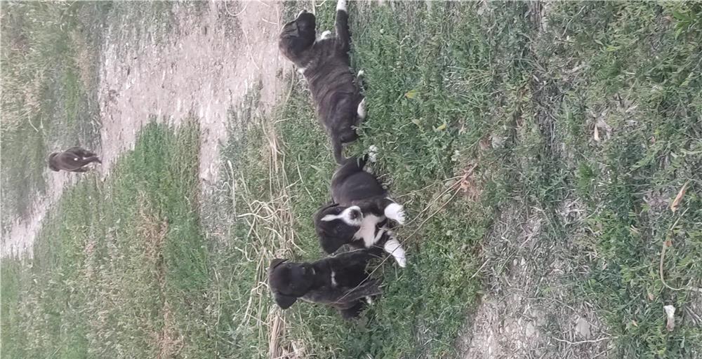 Donez cățeluși rasa mixta carpatin cu,cane corso