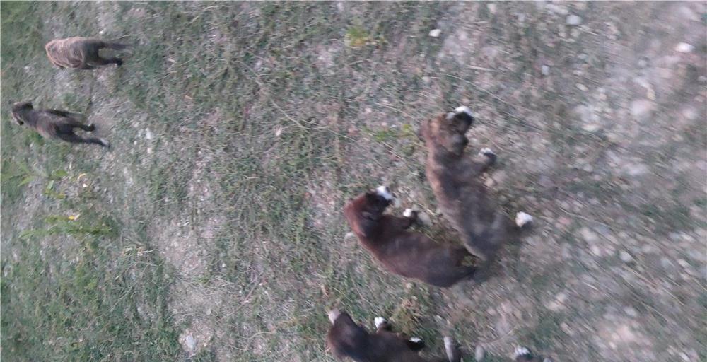 Donez cățeluși rasa mixta carpatin cu,cane corso