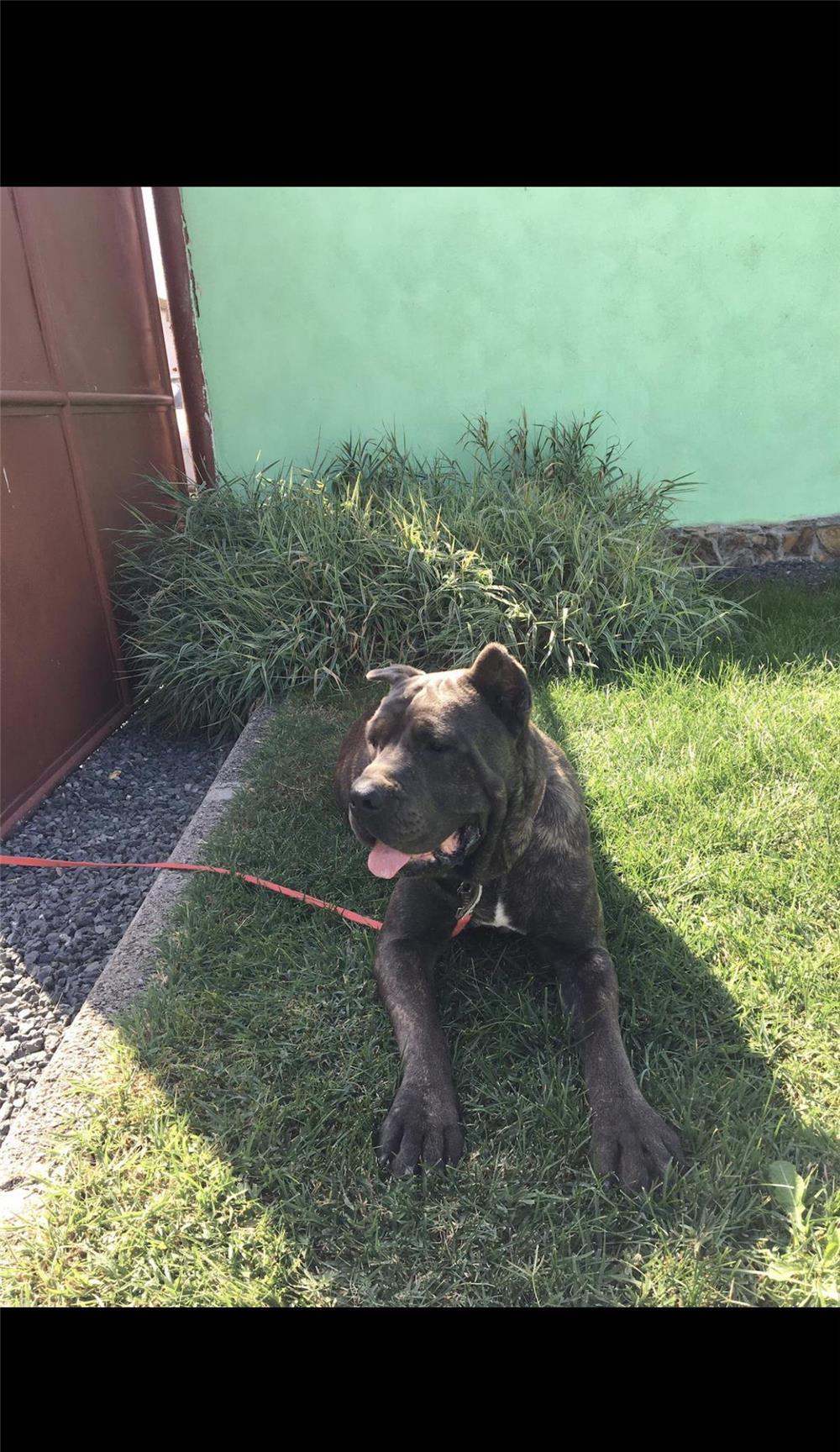 Donez femela cane corso