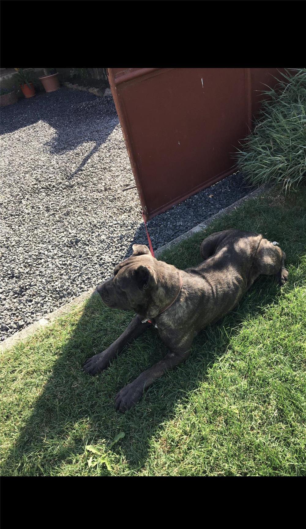 Donez femela cane corso