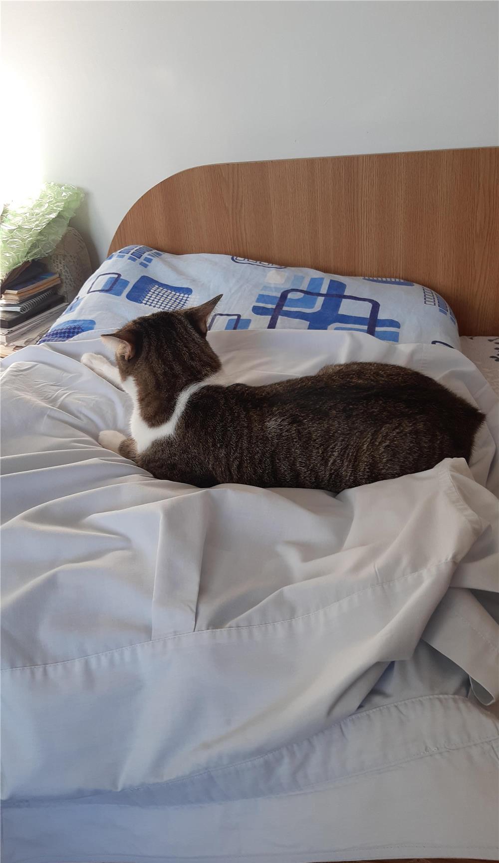 Donez motan adult cu varsta de 1 an