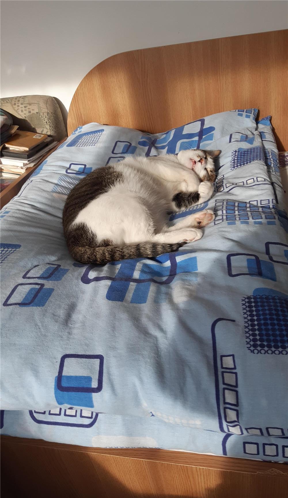 Donez motan adult cu varsta de 1 an