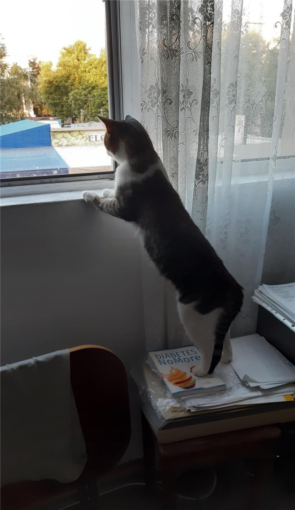 Donez motan adult cu varsta de 1 an