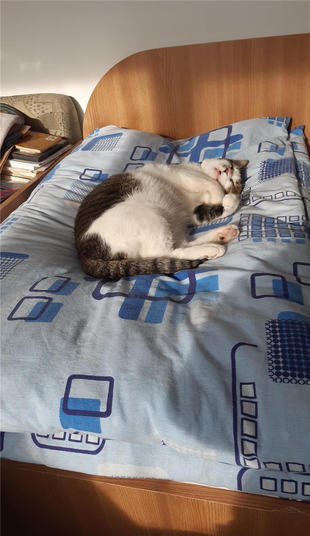 Donez motan adult cu varsta de 1 an