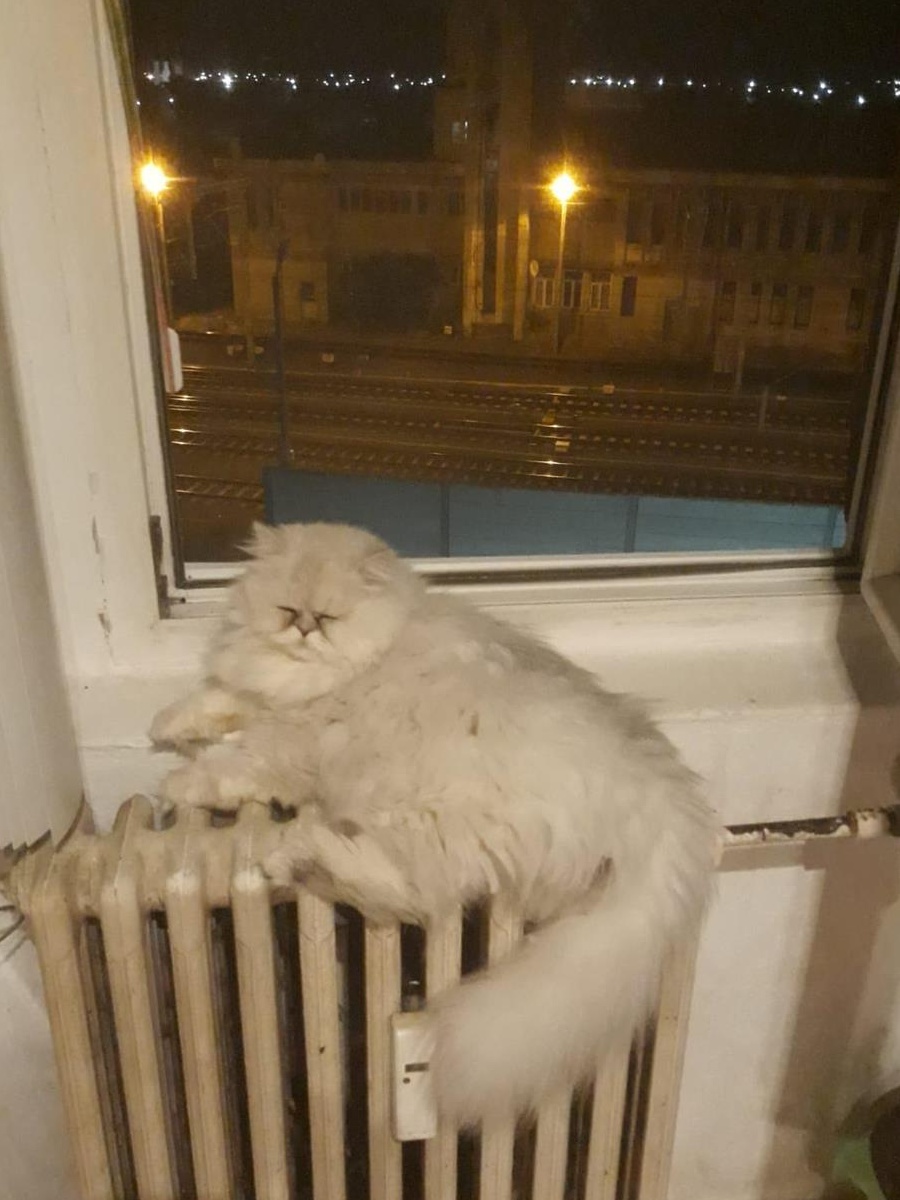 Donez motan persan