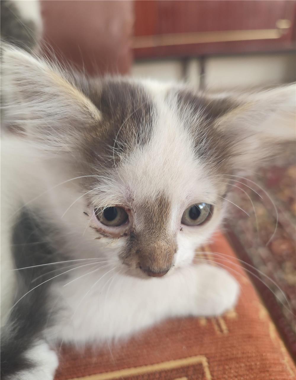 Donez pisoi adoptie