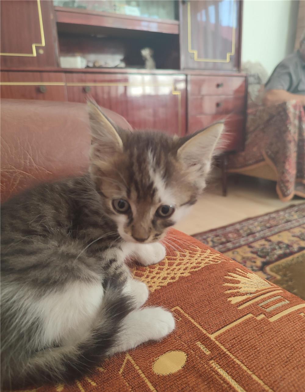 Donez pisoi adoptie