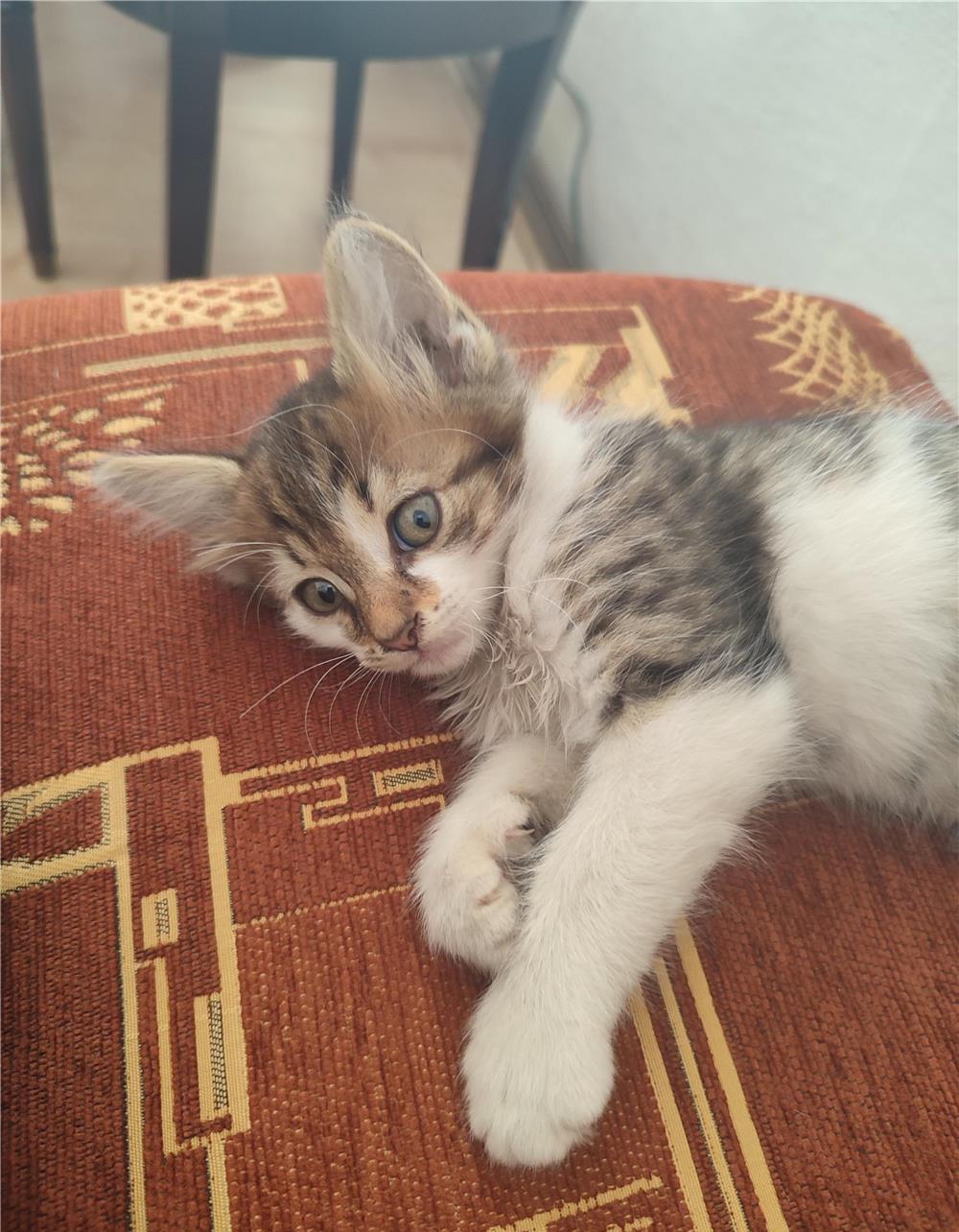 Donez pisoi adoptie