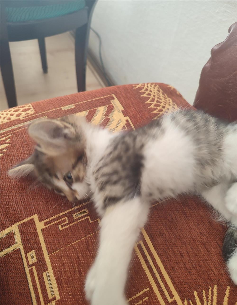 Donez pisoi adoptie