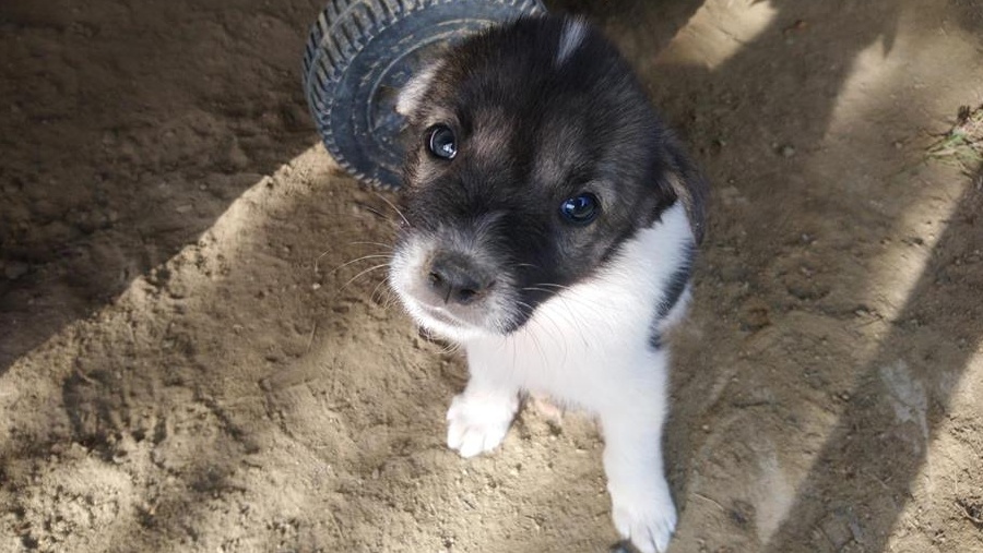 Donez pui pisică și catei