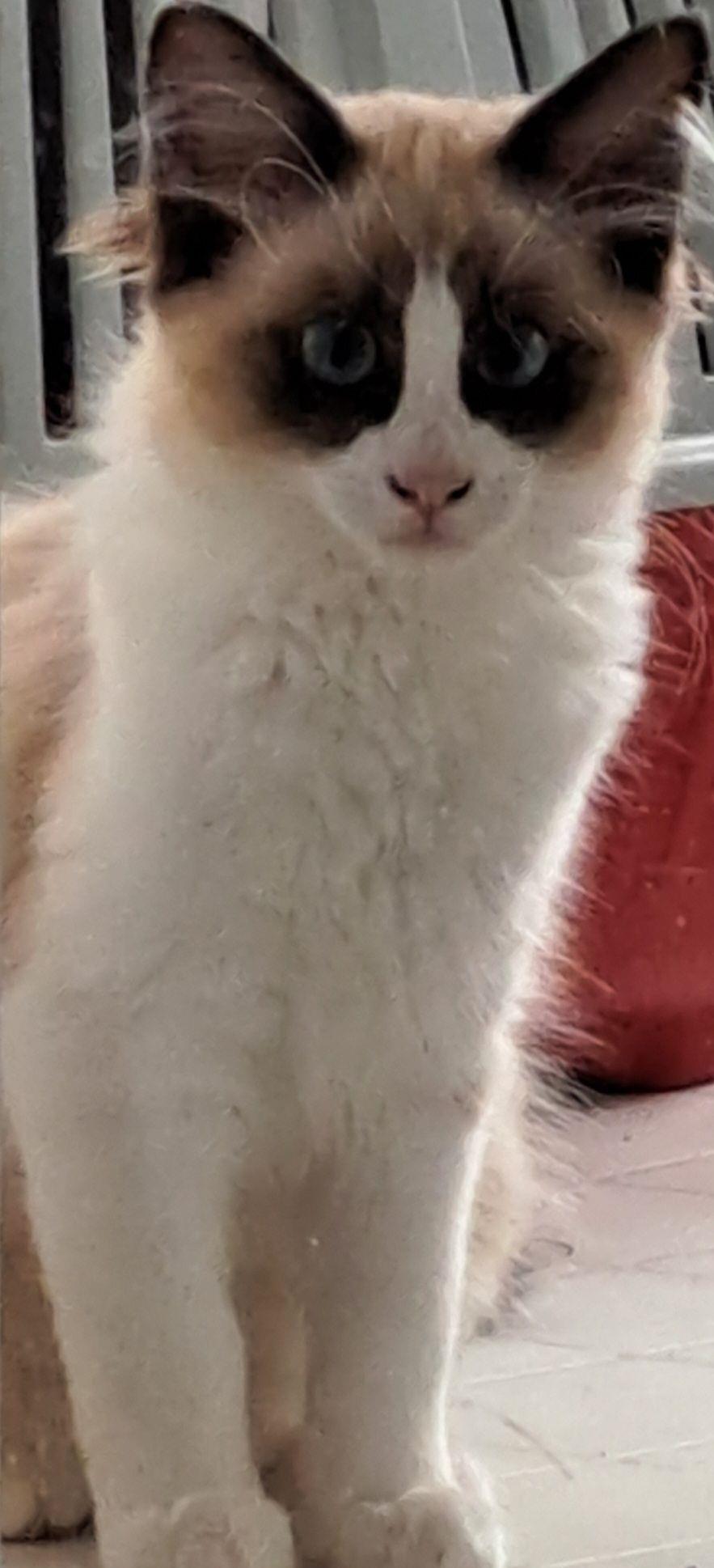 Donez ragdoll bicolor