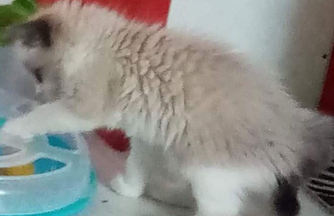 Donez ragdoll bicolor