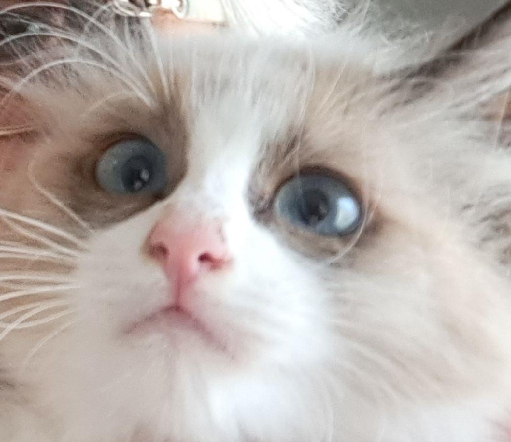 Donez ragdoll bicolor
