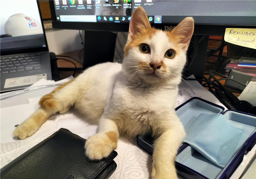 Donez spre adopție pisic mic și f. drăgălaș