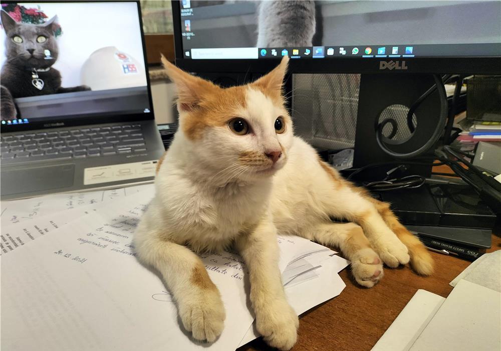 Donez spre adopție pisic mic și f. drăgălaș