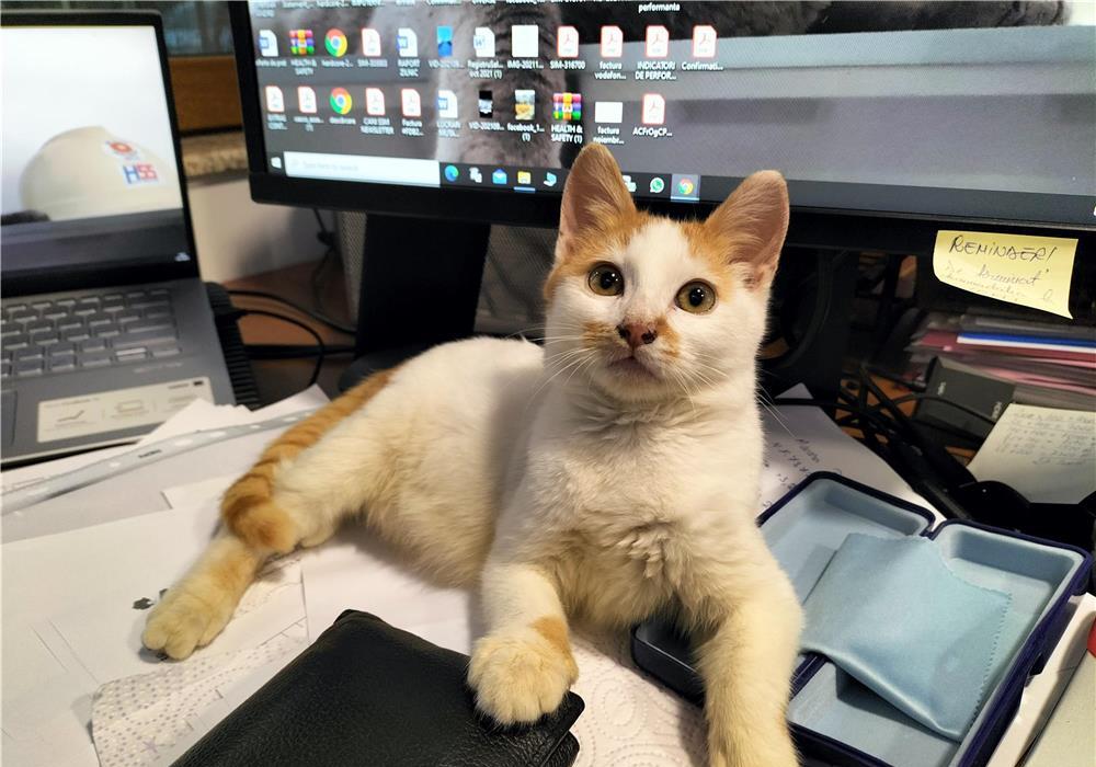Donez spre adopție pisic mic și f. drăgălaș