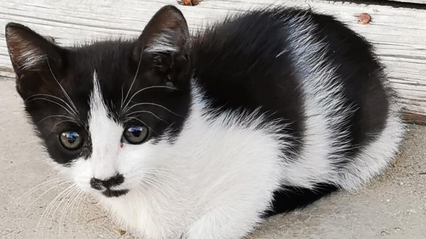 Doua pisicute pentru adopție în Pitesti, Albota, Argeș