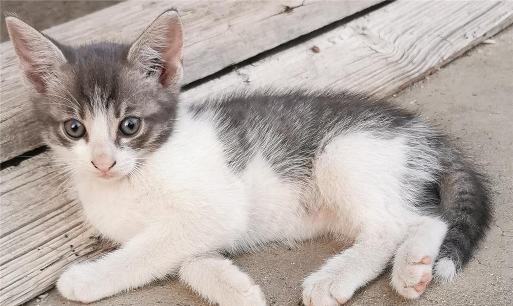 Doua pisicute pentru adopție în Pitesti, Albota, Argeș