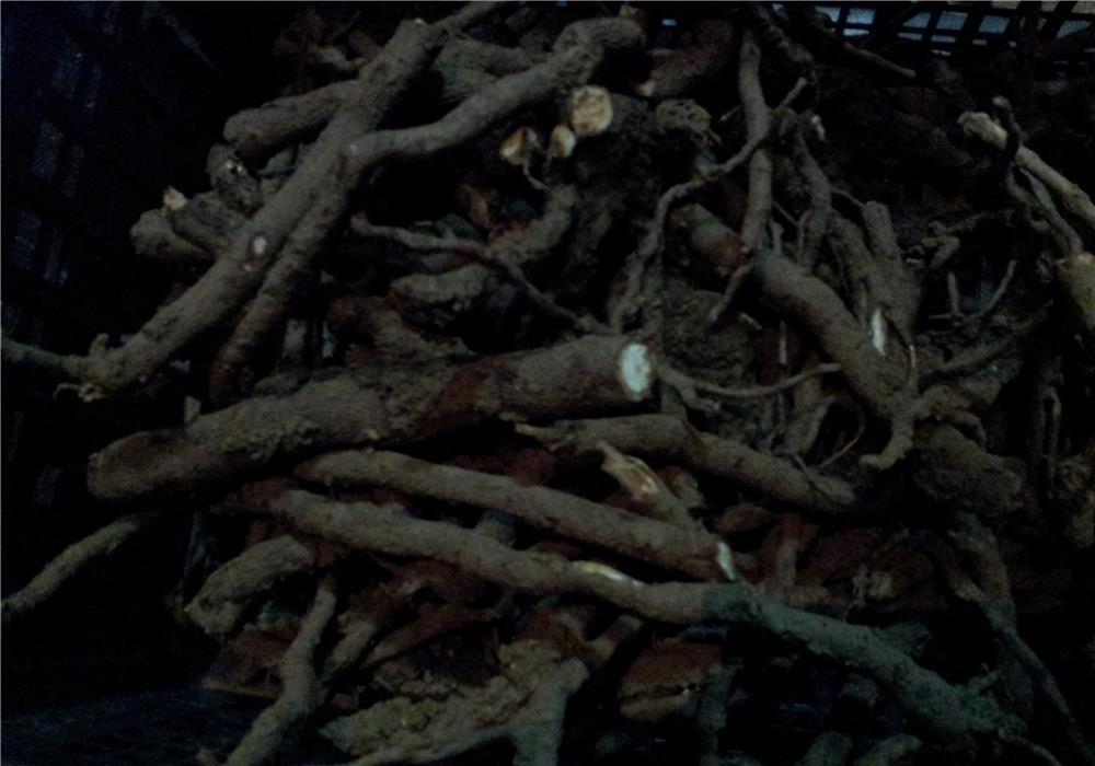 drajoni paulownia tomentosa